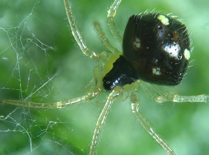 Theridula gonygaster - Besnate (VA)